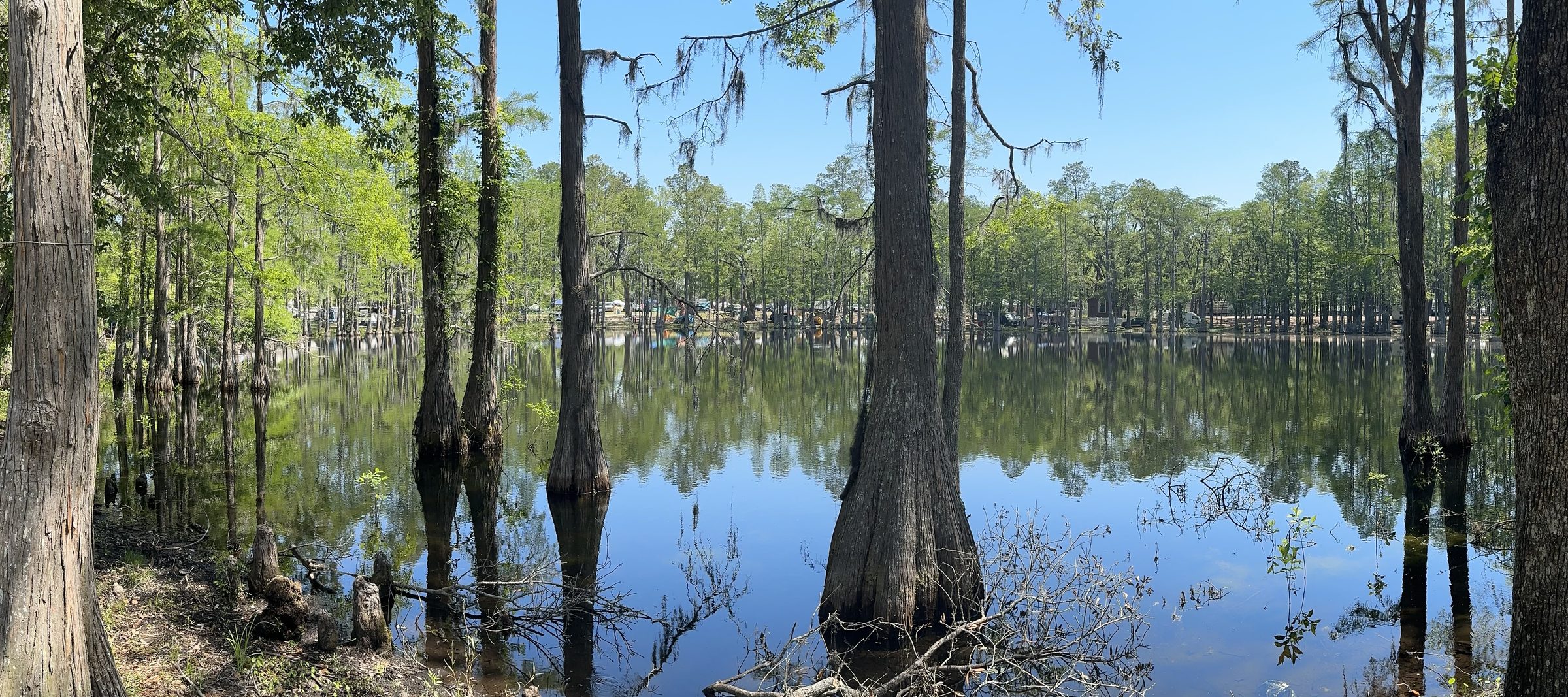 Cypress swamp